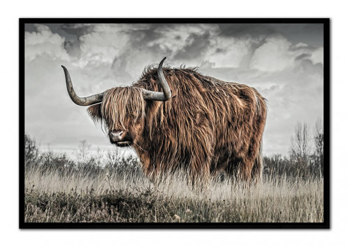 Obraz skotský býk