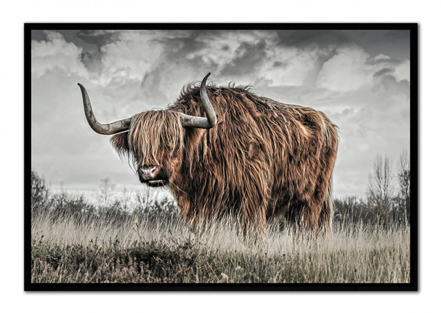 detail Obraz skotský býk GD DESIGN