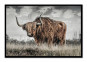 náhled Obraz skotský býk GD DESIGN