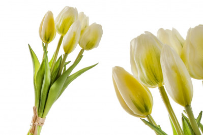 Kytice bílých tulipánů malá