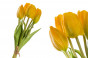 náhled Kytice žlutých tulipánů malá GD DESIGN