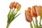 náhled Tulipány kytice malá GD DESIGN