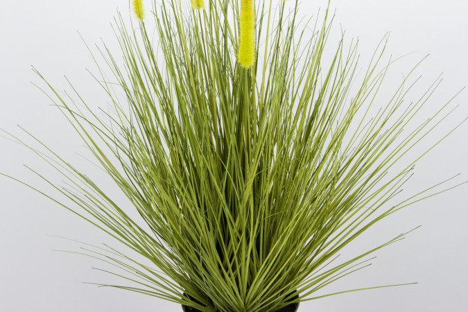 detail Dekorativní rostlina GD DESIGN