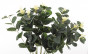 náhled Umělá rostlina Eucalyptus GD DESIGN
